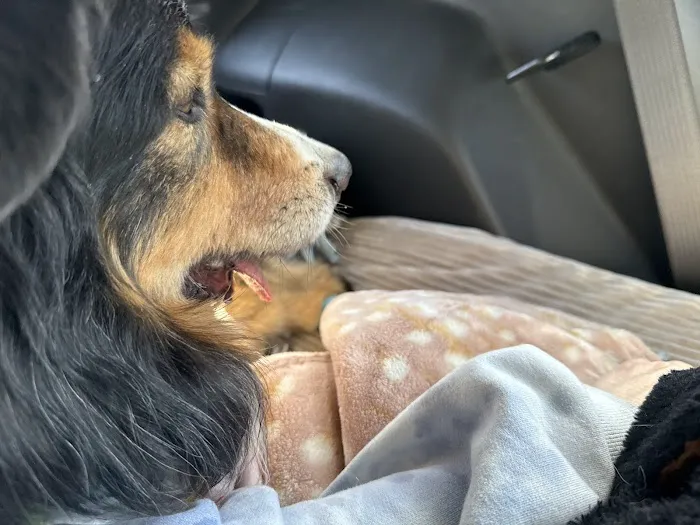 Companion Animal Dentistry Picture 7