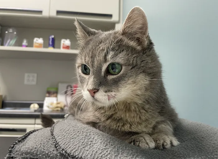 Companion Animal Dentistry Picture 10