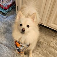 Banfield Pet Hospital ico