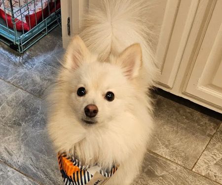 Banfield Pet Hospital