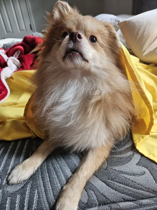 Banfield Pet Hospital Picture 4