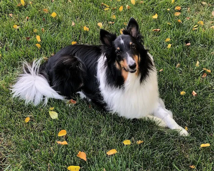 Banfield Pet Hospital Picture 5