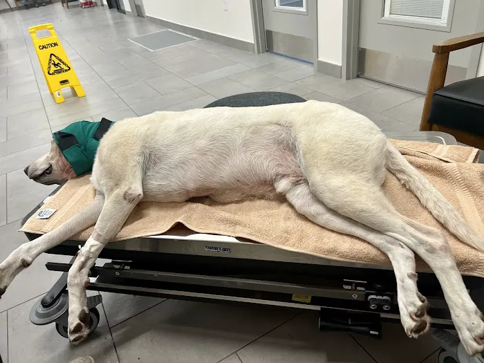 VEG ER for Pets Picture 3