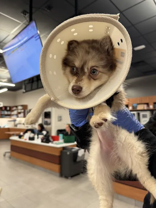 VEG ER for Pets Picture 7