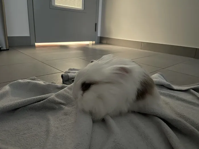 VEG ER for Pets Picture 10