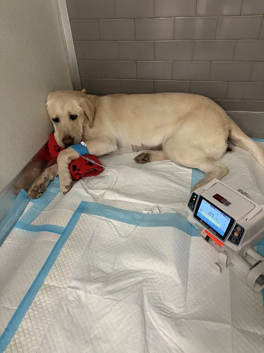 VEG ER for Pets Picture 6