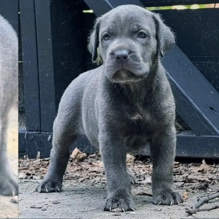 Petfolk Veterinary & Urgent Care - Overland Park Picture 4