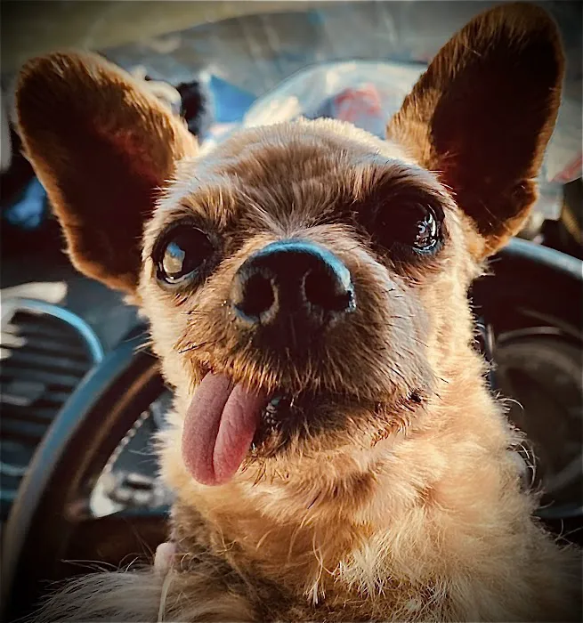 Petfolk Veterinary & Urgent Care - Overland Park Picture 7