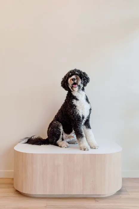 Petfolk Veterinary & Urgent Care - Overland Park Picture 9