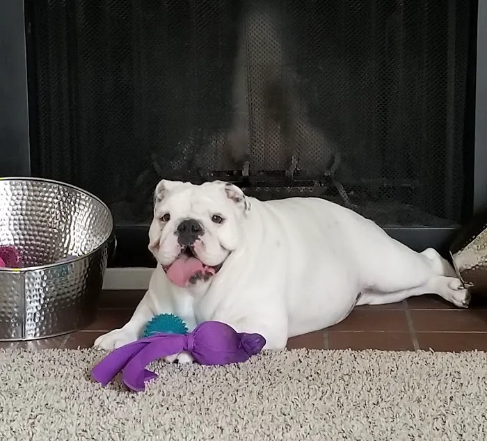 Red Oak Animal Hospital Picture 1