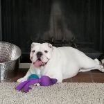 Red Oak Animal Hospital