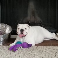 Red Oak Animal Hospital ico