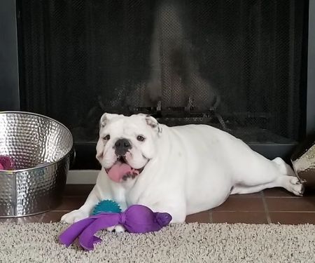 Red Oak Animal Hospital