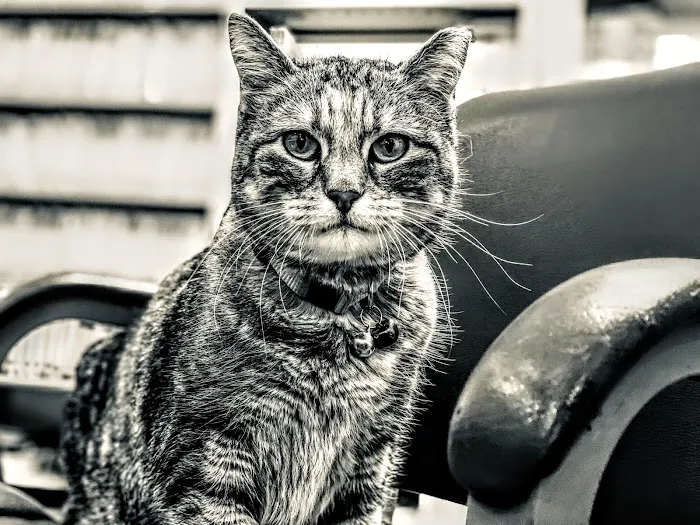 Red Oak Animal Hospital Picture 8