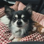 Stilwell Animal Hospital