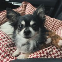 Stilwell Animal Hospital ico