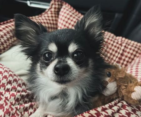 Stilwell Animal Hospital