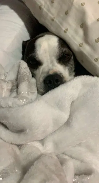 Stilwell Animal Hospital Picture 8