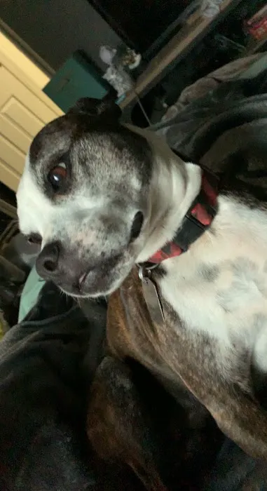 Stilwell Animal Hospital Picture 4