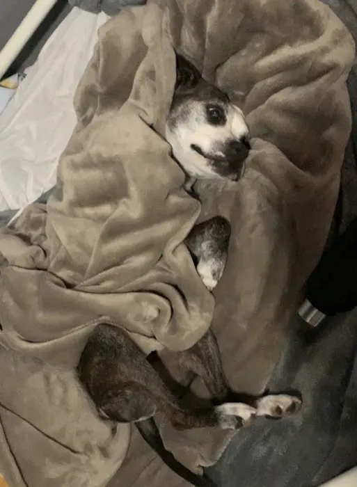 Stilwell Animal Hospital Picture 3