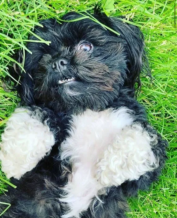 Stilwell Animal Hospital Picture 7