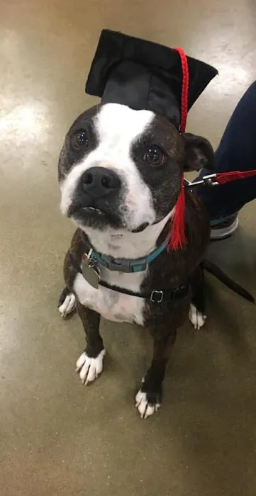 Stilwell Animal Hospital Picture 6