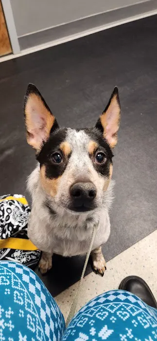 Stilwell Animal Hospital Picture 9