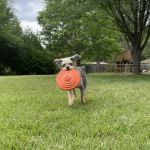 Animal Health Center of Leawood