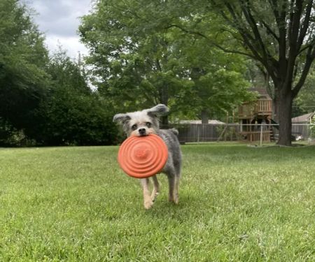 Animal Health Center of Leawood