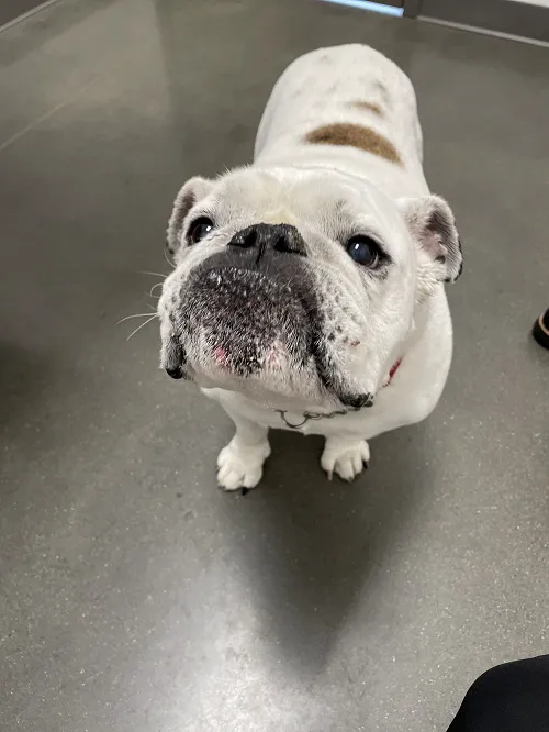 Animal Health Center of Leawood Picture 4