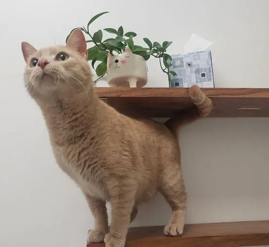 Animal Health Center of Leawood Picture 7