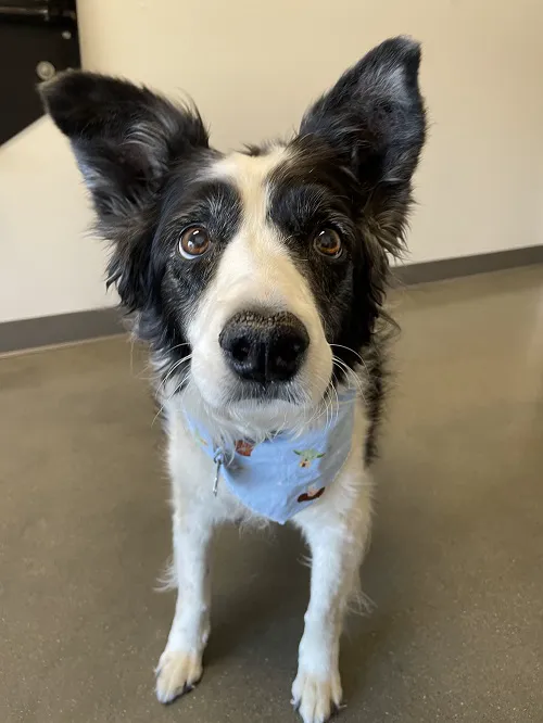 Animal Health Center of Leawood Picture 5