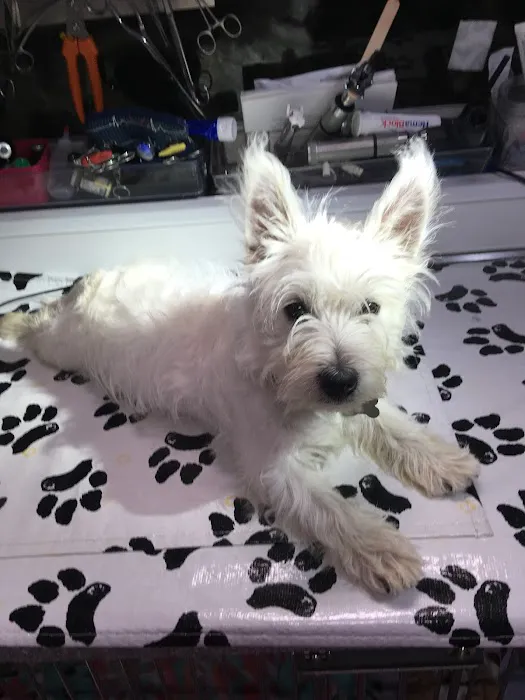 Neighborhood Vets Mobile Care Picture 1