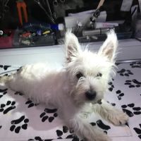 Neighborhood Vets Mobile Care ico