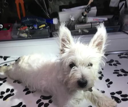 Neighborhood Vets Mobile Care