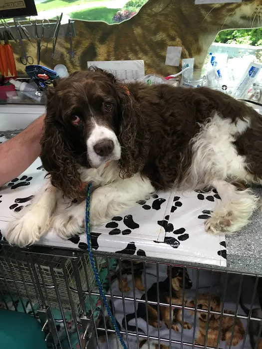 Neighborhood Vets Mobile Care Picture 3