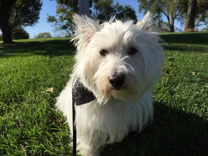 Neighborhood Vets Mobile Care Picture 5