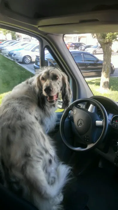 Neighborhood Vets Mobile Care Picture 6