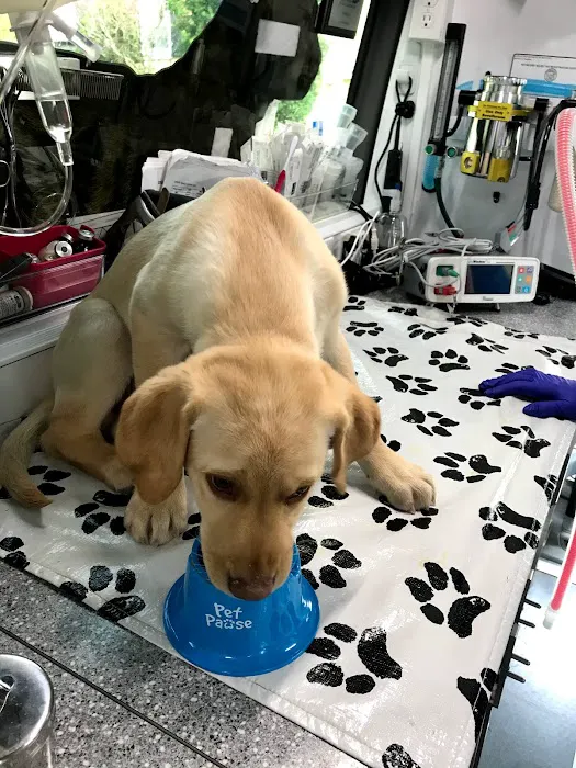 Neighborhood Vets Mobile Care Picture 8