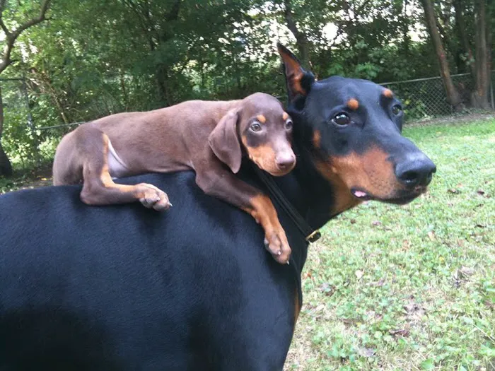 Ironhorse Veterinary Care Picture 3