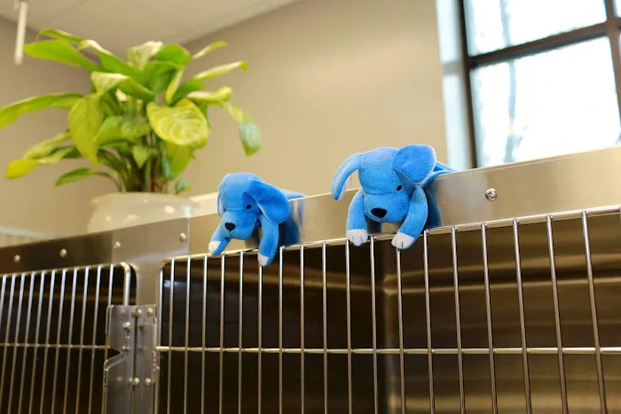 Ironhorse Veterinary Care Picture 8