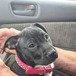 Vetco Total Care Animal Hospital