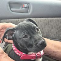 Vetco Total Care Animal Hospital ico