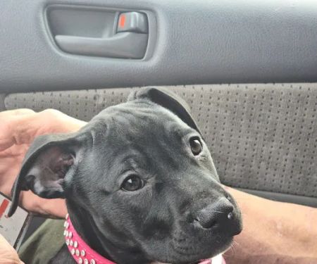 Vetco Total Care Animal Hospital