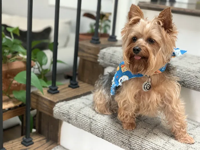 Blue Valley Animal Hospital Picture 5