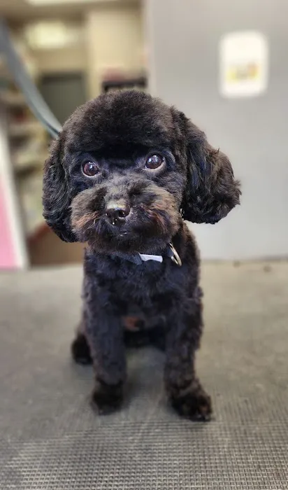 Blue Valley Animal Hospital Picture 8