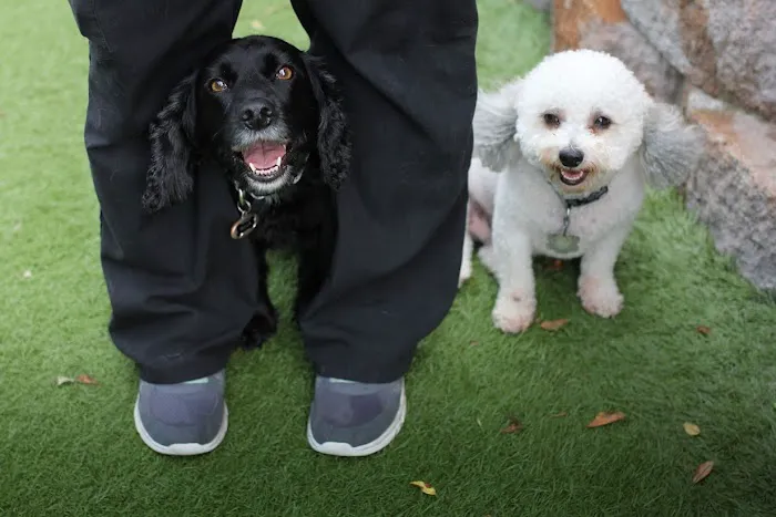 Blue Valley Animal Hospital Picture 7