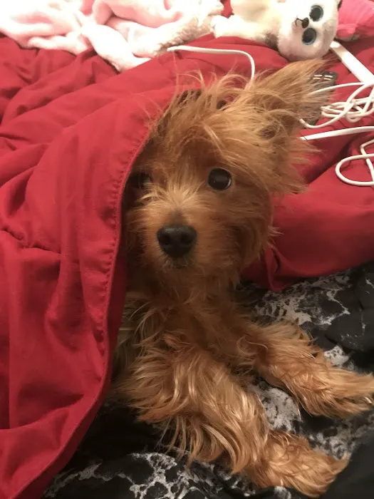 Wildcat Veterinary Clinic Picture 1