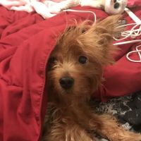 Wildcat Veterinary Clinic ico