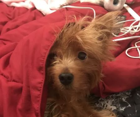 Wildcat Veterinary Clinic